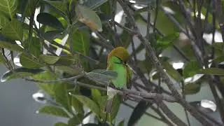 Green Bee-eater Preening Feathers || Video take- Soumya Kanta Ghosh