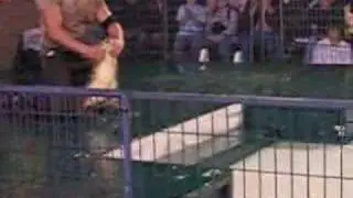 Alligator Wrestling