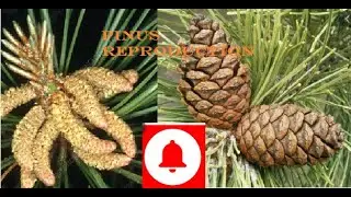 Pinus - Reproduction