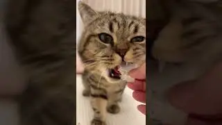 Cat: These frozen dried snacks are my favourite #cute #cat #asmr #cats