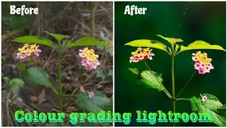 How to edit professional MACRO PHOTOGRAPHY | LIGHTROOM PRESSED #lightroom #tutorial