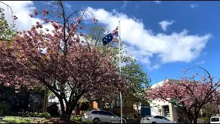 [4K HDR] Farewell to Spring - Blue Mountains - Australia Walking Tour