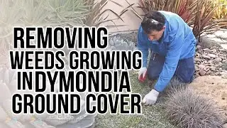 Santa Barbara Landscape Maintenance Company: Removing Weeds Growing In Dymondia Ground Cover