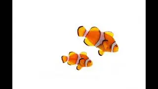 Clownfish