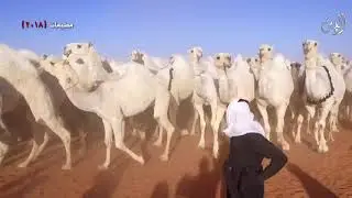 شيلة الموسم كلمات نارية لملكات الوضح 2018 لمالكها الشيخ عمير بن فهد القحطاني