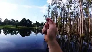 Fishing and Bird Watching at Wynfield Plantation