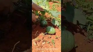 Green Pumpkin #Agriculture #Farmer #Harvest#shorts