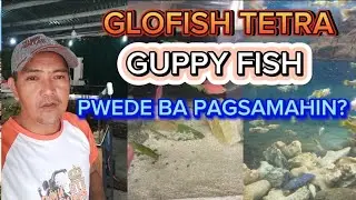 PWEDE BANG PAGSAMAHIN ANG GLO TETRA AT GUPPY?
