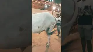 JDC 6 Feet Cow Foundation Bakra Eid 2024