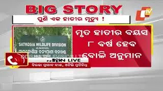 Elephant calf found dead at Satkosia, Angul; forest dept launches probe