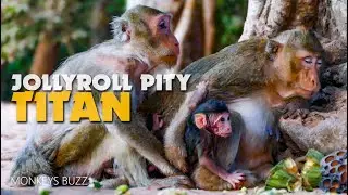 Alpha JollyRoll Want To Help Newborn Monkey Titan From Lazy Mum Tara