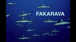 Lagoon 450S Idefix Diving Fakarava South Pass