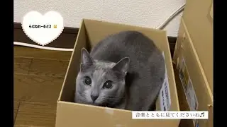 ロシアンブルー🐱らむね♡音楽とともに見てね❣️