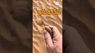🟡Sand fish