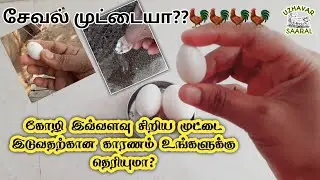 why does a hen lays Fart Egg/Hooster Egg/Fairy Egg?
