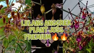 LELANG ANGGREK 1 GRATIS 1 PLANT JOSSJISS ✨✨ ADMIN 085655696848