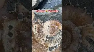 A Beautiful 🤩 Fossil Suprise‼️#ammonite#fossilhunting#fossilhunter