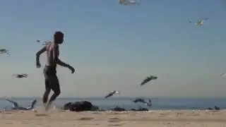 Crazy seagull prank funny videos!!!!!