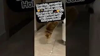 Cat-astrophic Acrobatics! 😺✨ Felix's Epic Leap and Leo's Purr-fect Drift!  #cuteanimals #cutecats