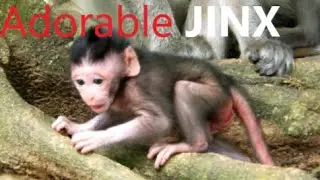 Adorable new born Jinx look hard to pulling milk,