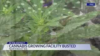 DC cannabis growing facility busted