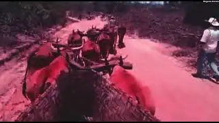 Carros de boi continuam fazendo hist&oacute;ria