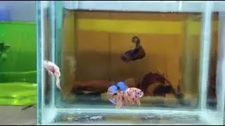 BEAUTIFUL BETTA #candy #fancy #shorts #bettafish #aquarium #vlog #fishtank #breedingbetta