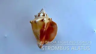 Creature Feature: Florida Fighting Conch