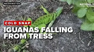 Iguanas falling from the trees: Cold front coming in hot