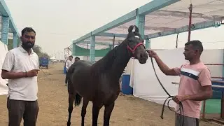 Beautiful Marwari Filly Queen Zara 🔥 - Surat Horse Show 2026 