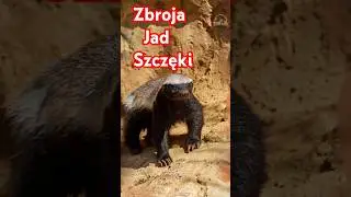 Zbroja, jad i cuchnący gaz 🦡 &ndash; dlaczego miodożera boją się nawet lwy? #Ratel, #miodożer #natura