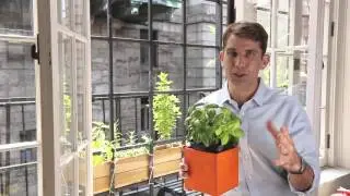 Dr. Drew Ramsey: Could These 3 Herbs Improve Your Health?