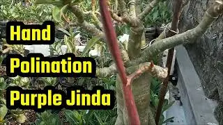 HAND POLLINATION ADENIUM OBESUM PURPLE JINDA~ROSAS DO DESERTO~