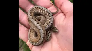 Dekay Brown Snake Care Guide
