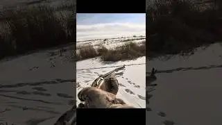 Amazing Rabbit Hunting in Deep Snow | Real Wild Experience #hunting #chass #wildhunting #snow_hunt