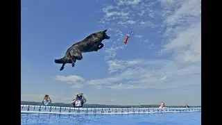 Best of Ultimate Air Dogs at 2017 Clayton Seaway Splash