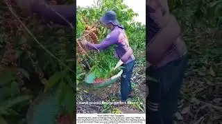 From Branch to Bean: The Hands-On Coffee Harvest 🌱