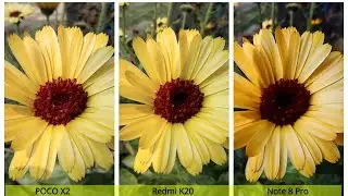 POCO X2 vs Redmi Note 8 Pro vs Redmi K20: In Depth Camera Comparison!