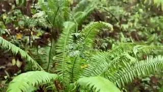 Godwin Farm Biodiversity Preserve
