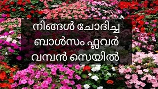 നിങ്ങൾ ചോദിച്ച ബാൾസം സെയിൽ / Balsam plant sale malayalam /#plantsale #gardening #sale 
