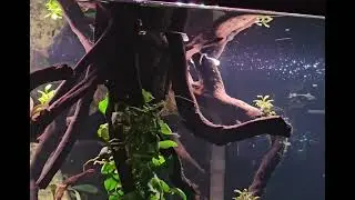 56 gallon column planted aquarium - day 75