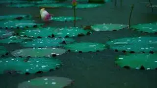 Rain on Lotus Lake - Real Nature Sounds for Deep Sleep & Relaxation | 4K Ambience