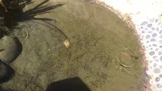 Slo-mo dragonflies laying eggs in a pond. (La Mesa)