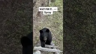 Wait for it&hellip;I guess bear spray does work 👀