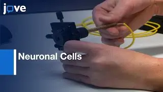 Gold Nanorod-assisted Optical Stimulation of Neuronal Cells | Protocol Preview