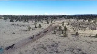 Horse Tales: People helping Horses