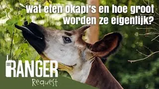 Wat eten Okapi's en hoe groot worden ze eigenlijk?│Ranger Request