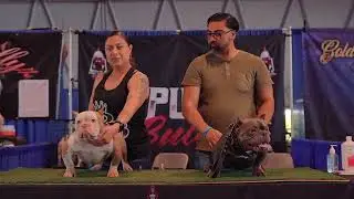 1208 Bullys - Full Blooded