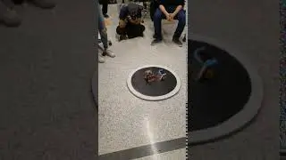 Sumo Ring - Gavin