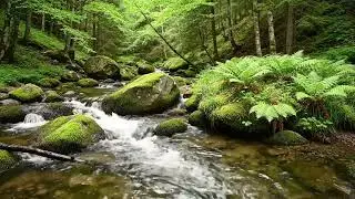 Relaxing River Flow Ambience Designed for Deep Sleep, Mental Calm, and Full Relaxation